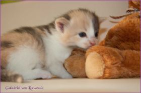 Galadriel von den Norwegischen Waldkatzen von Ruwenda