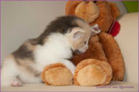 Galadriel von den Norwegischen Waldkatzen von Ruwenda