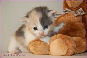 Galadriel von den Norwegischen Waldkatzen von Ruwenda