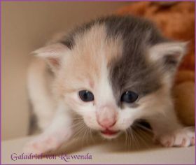 Galadriel von den Norwegischen Waldkatzen von Ruwenda