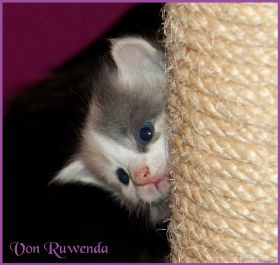 Galadriel von den Norwegischen Waldkatzen von Ruwenda