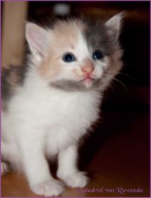 Galadriel von den Norwegischen Waldkatzen von Ruwenda