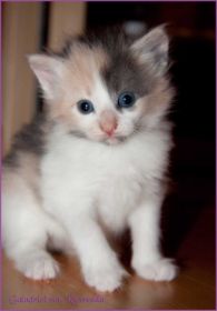 Galadriel von den Norwegischen Waldkatzen von Ruwenda