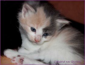 Galadriel von den Norwegischen Waldkatzen von Ruwenda