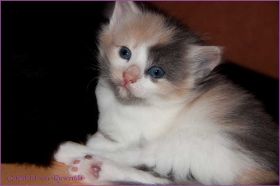 Galadriel von den Norwegischen Waldkatzen von Ruwenda