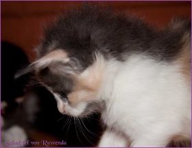 Galadriel von den Norwegischen Waldkatzen von Ruwenda