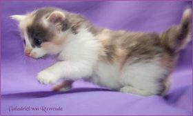 Galadriel von den Norwegischen Waldkatzen von Ruwenda