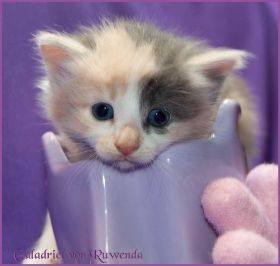 Galadriel von den Norwegischen Waldkatzen von Ruwenda