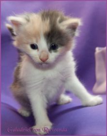 Galadriel von den Norwegischen Waldkatzen von Ruwenda