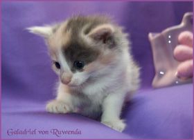 Galadriel von den Norwegischen Waldkatzen von Ruwenda