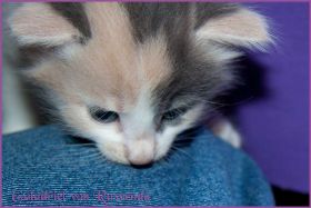 Galadriel von den Norwegischen Waldkatzen von Ruwenda