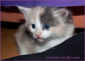 Galadriel von den Norwegischen Waldkatzen von Ruwenda