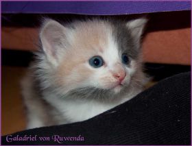 Galadriel von den Norwegischen Waldkatzen von Ruwenda