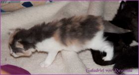 Galadriel von den Norwegischen Waldkatzen von Ruwenda