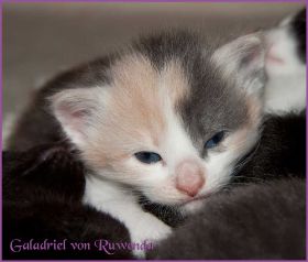 Galadriel von den Norwegischen Waldkatzen von Ruwenda