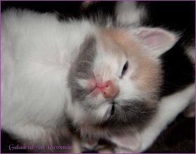 Galadriel von den Norwegischen Waldkatzen von Ruwenda