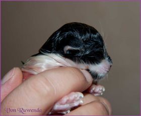 Legolas von den Norwegischen Waldkatzen von Ruwenda