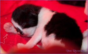 Legolas von den Norwegischen Waldkatzen von Ruwenda