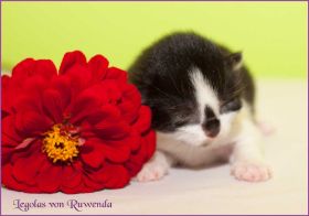 Legolas von den Norwegischen Waldkatzen von Ruwenda