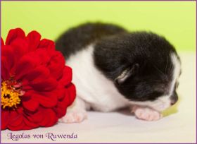 Legolas von den Norwegischen Waldkatzen von Ruwenda