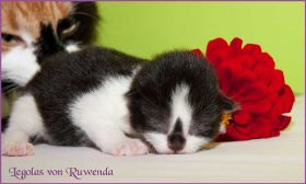 Legolas von den Norwegischen Waldkatzen von Ruwenda