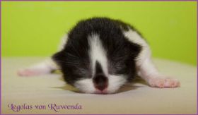Legolas von den Norwegischen Waldkatzen von Ruwenda