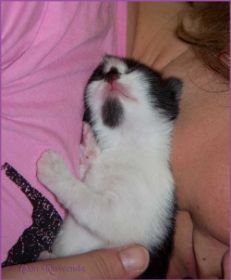 Legolas von den Norwegischen Waldkatzen von Ruwenda