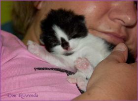 Legolas von den Norwegischen Waldkatzen von Ruwenda