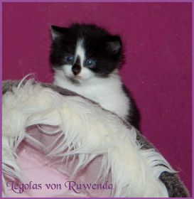 Legolas von den Norwegischen Waldkatzen von Ruwenda