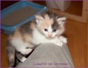 Galadriel von den Norwegischen Waldkatzen von Ruwenda