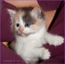 Galadriel von den Norwegischen Waldkatzen von Ruwenda
