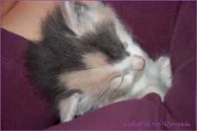 Galadriel von den Norwegischen Waldkatzen von Ruwenda