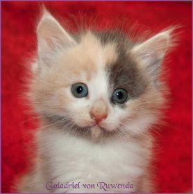 Galadriel von den Norwegischen Waldkatzen von Ruwenda