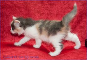 Galadriel von den Norwegischen Waldkatzen von Ruwenda