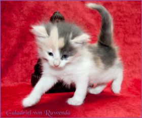 Galadriel von den Norwegischen Waldkatzen von Ruwenda