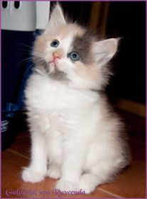 Galadriel von den Norwegischen Waldkatzen von Ruwenda