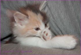 Galadriel von den Norwegischen Waldkatzen von Ruwenda