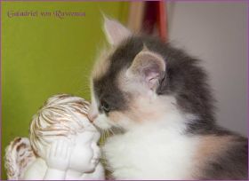 Galadriel von den Norwegischen Waldkatzen von Ruwenda