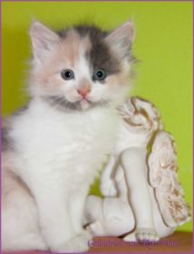 Galadriel von den Norwegischen Waldkatzen von Ruwenda