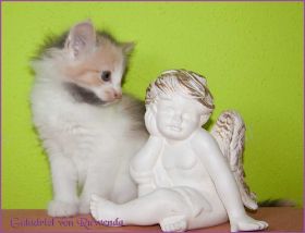 Galadriel von den Norwegischen Waldkatzen von Ruwenda