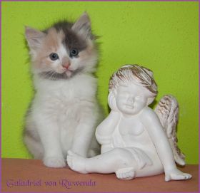 Galadriel von den Norwegischen Waldkatzen von Ruwenda