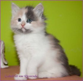 Galadriel von den Norwegischen Waldkatzen von Ruwenda