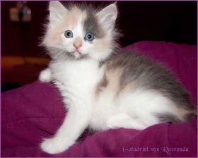 Galadriel von den Norwegischen Waldkatzen von Ruwenda