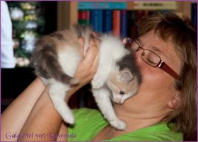 Galadriel von den Norwegischen Waldkatzen von Ruwenda