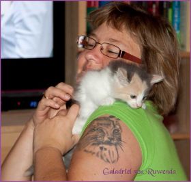 Galadriel von den Norwegischen Waldkatzen von Ruwenda