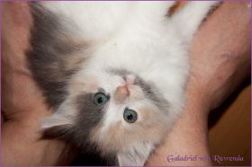 Galadriel von den Norwegischen Waldkatzen von Ruwenda