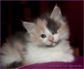 Galadriel von den Norwegischen Waldkatzen von Ruwenda