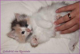 Galadriel von den Norwegischen Waldkatzen von Ruwenda