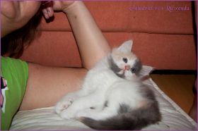 Galadriel von den Norwegischen Waldkatzen von Ruwenda