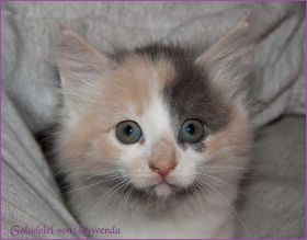 Galadriel von den Norwegischen Waldkatzen von Ruwenda